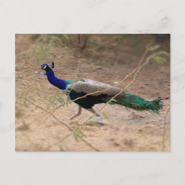 Jaywalking Peacock Postcard (Front)