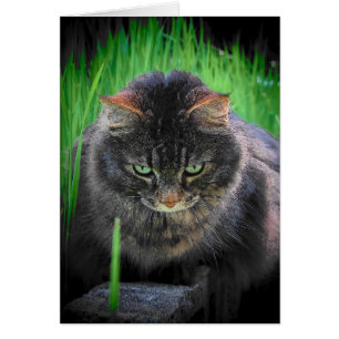 Je ne peux pas détourner le regard