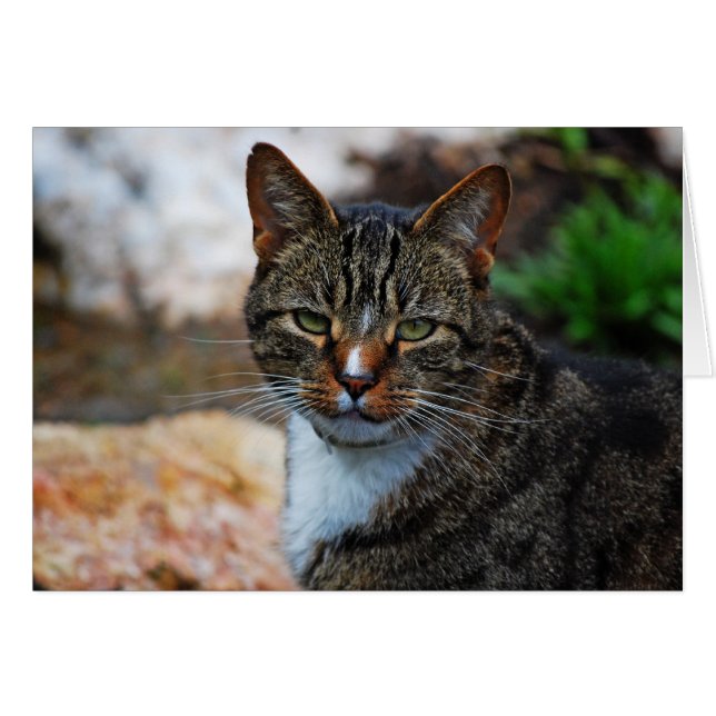 Je ne suis pas amusé... (Devant horizontal)