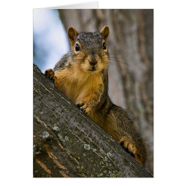 Je Pourrais Être Intéressé (Devant)