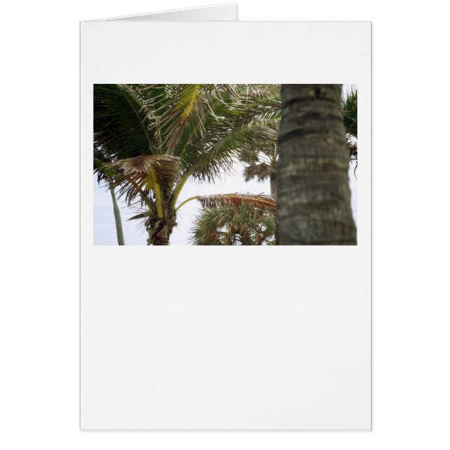 Je suis à Island Time ! (Devant)