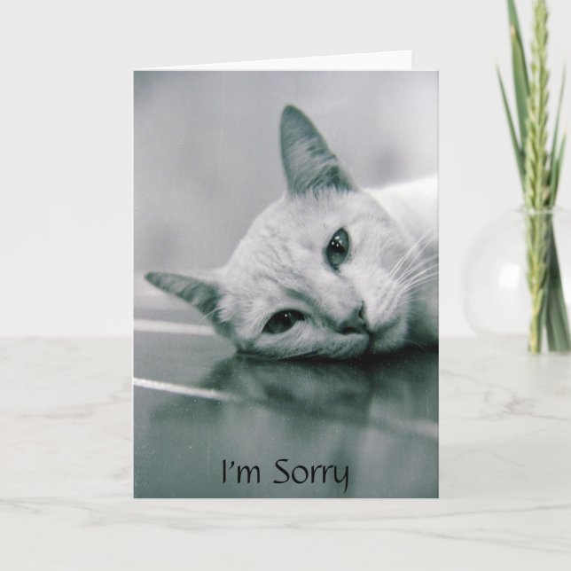 Je suis carte désolée de chat (Devant)