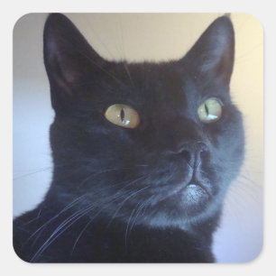 Je Suis Chat Sticker