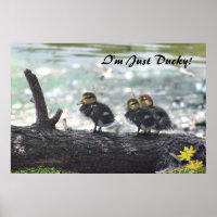 Je suis Juste Ducky ! Poster -36x24 -autres taille