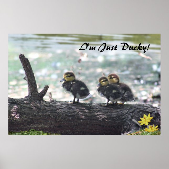 Je suis Juste Ducky ! Poster -36x24 -autres taille (Devant)
