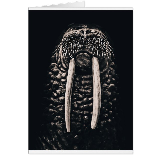 Je suis le morse (Devant)