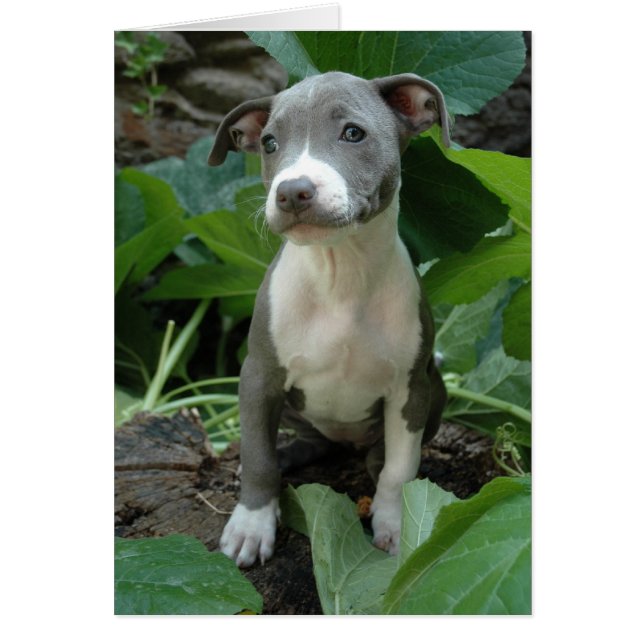 Je suis olive (Devant)