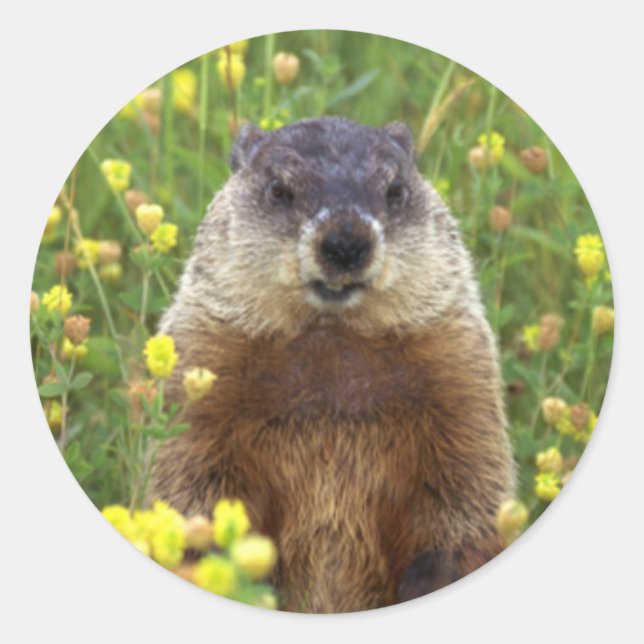 Je suis Sticker pour la marmotte (Devant)