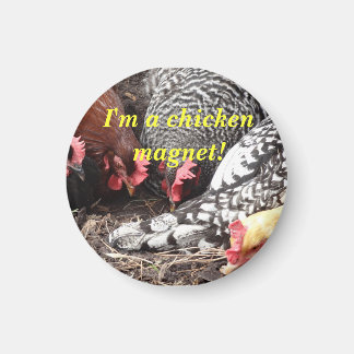 "Je suis un aimant de poulet !"
