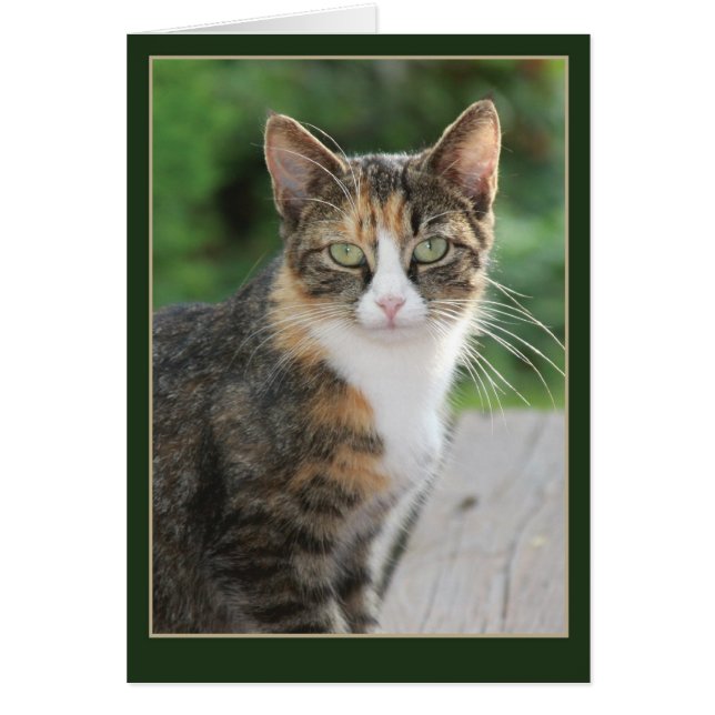 Je suis venu... J'ai puré (Devant)