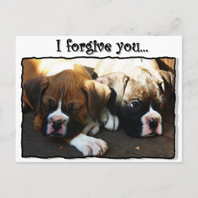 Je vous pardonne boîte chiots carte postale (Devant)