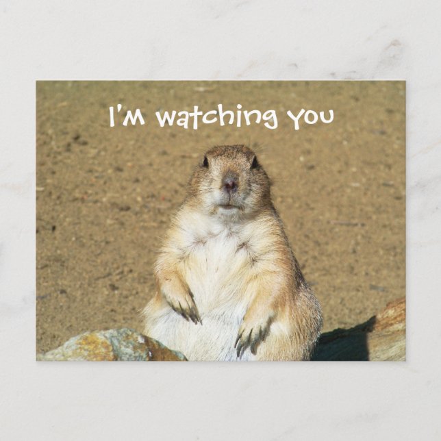 "Je vous regarde" Carte postale de chien des Prair (Devant)