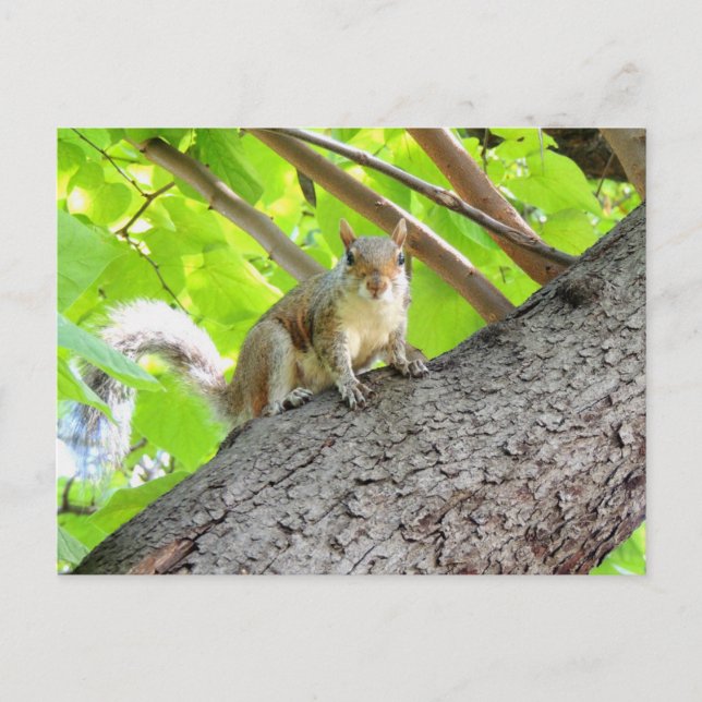Je Vous Vois Carte Postale Squirrel (Devant)