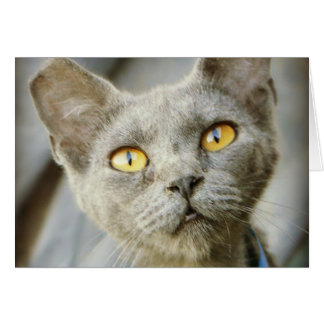 Jean Gray de dernier Hope