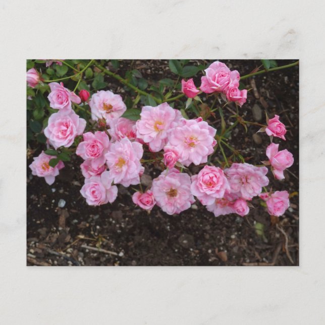 Jeanne LaJoie Rose #1 Postcard (Front)