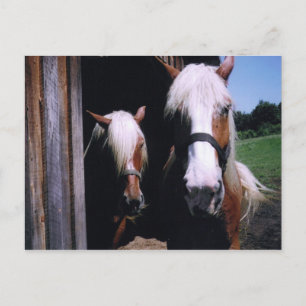 Jeff et Kate Postcard