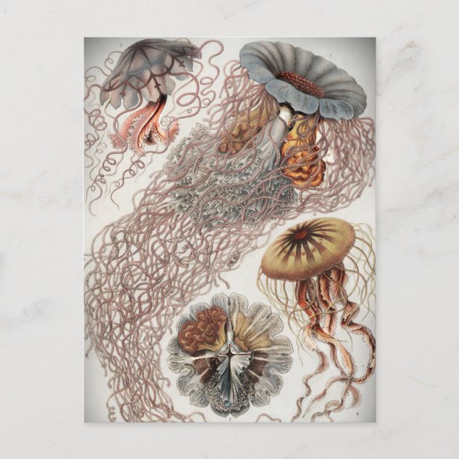 Jellies (jellyfish) in pastel colours postcard (Front)