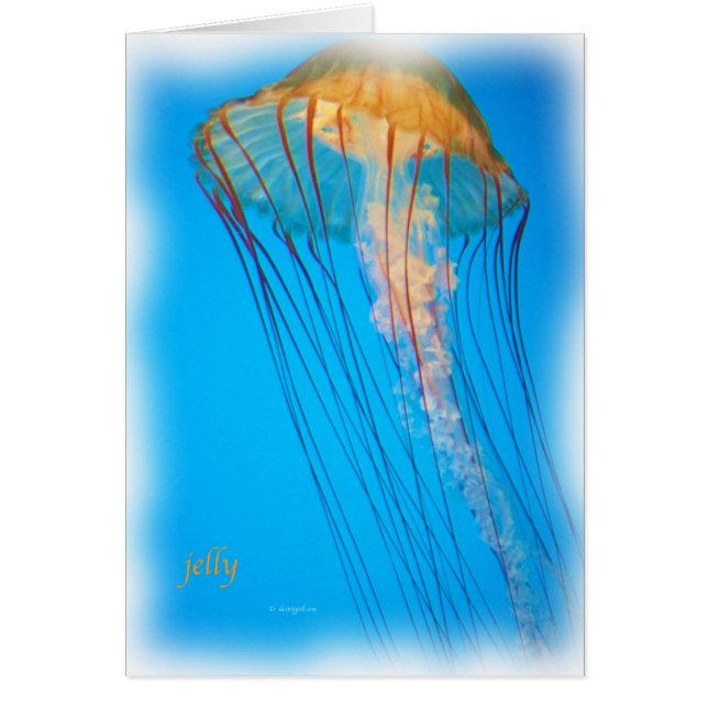 jelly_2643_Paint (Front)