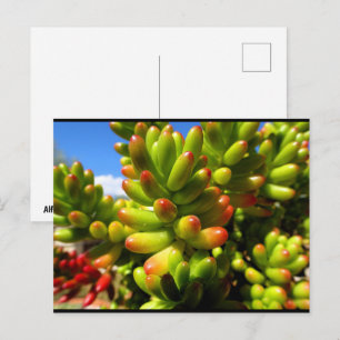 Jelly Bean Succulent Plant Postcard