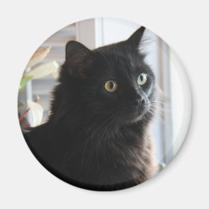 Jelly Bean, the black licorice cat, magnet