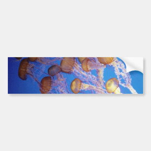 Jelly fish Bumper Sticker