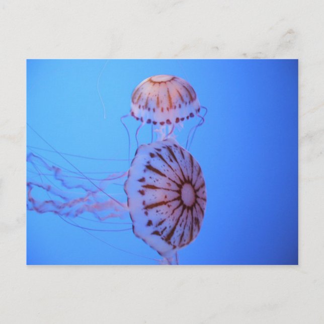 Jelly Fish - Monterey Bay, CA Postcard (Front)