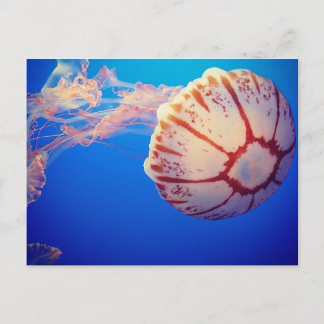 Jelly Fish Post Card (Front)