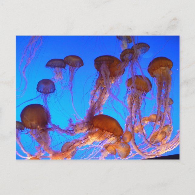 Jelly Fish Postcard (Front)