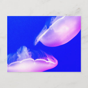 Jelly Fish Postcard