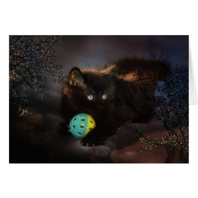 Jellybean noir (Devant horizontal)