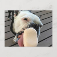 Jellybean the Boston Terrier