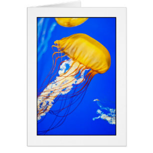 Jellyfish