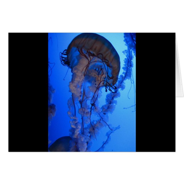 Jellyfish (Front Horizontal)