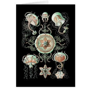 Jellyfish