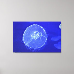 Jellyfish 2 canvas print