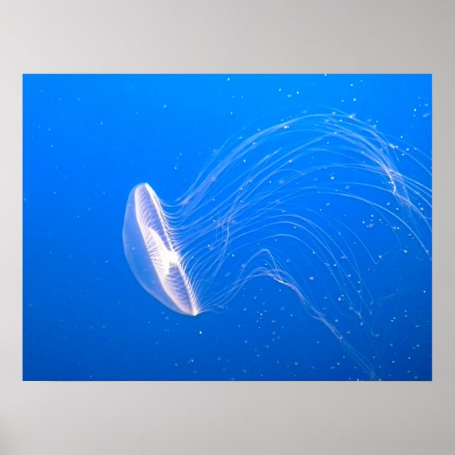 jellyfish-474059 jellyfish tentacles poisonous und poster (Front)