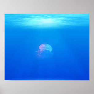 jellyfish-698521 SEA CREATURES ANIMALS BLUE OCEAN Poster