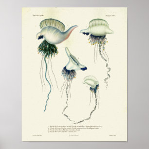 Jellyfish Blue Vintage Sea Creatures Art Print