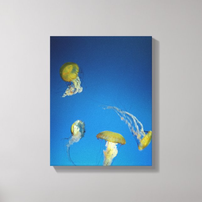 Jellyfish Canvas Print (Front)