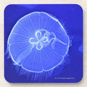 Jellyfish Coaster