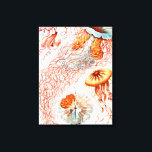Jellyfish, Discomedusae  by Ernst Haeckel Canvas Print<br><div class="desc">Jellyfish,  Discomedusae Scheibenquallen  by Ernst Haeckel Canvas Print</div>