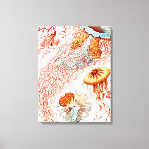 Jellyfish, Discomedusae by Ernst Haeckel Canvas Print