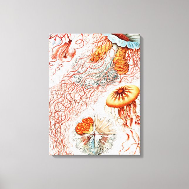 Jellyfish, Discomedusae  by Ernst Haeckel Canvas Print (Front)