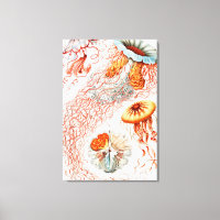 Jellyfish, Discomedusae  by Ernst Haeckel