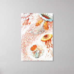 Jellyfish, Discomedusae  by Ernst Haeckel Canvas Print