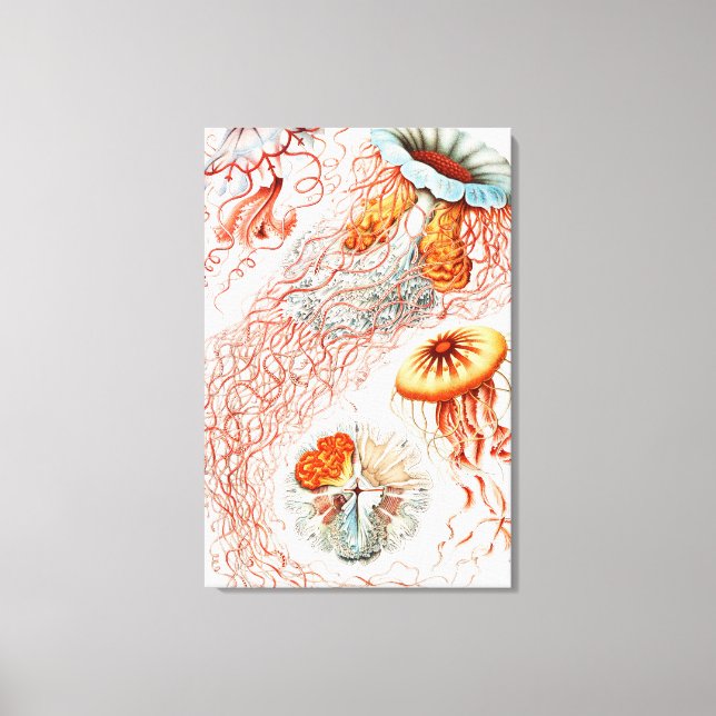 Jellyfish, Discomedusae  by Ernst Haeckel Canvas Print (Front)