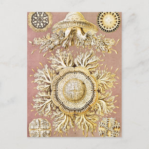 Jellyfish, Discomedusae by Ernst Haeckel Postcard