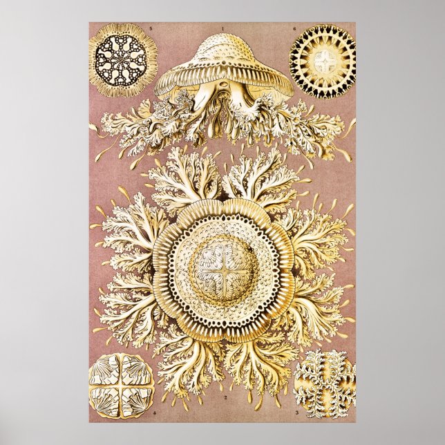 Jellyfish, Discomedusae by Ernst Haeckel Poster (Front)