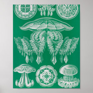 Jellyfish, Discomedusae by Ernst Haeckel Poster