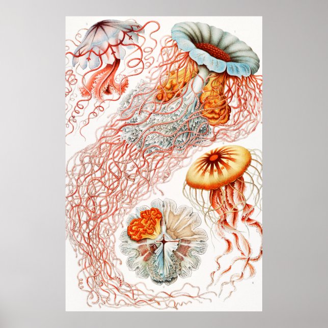 Jellyfish, Discomedusae by Ernst Haeckel Poster (Front)